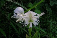 Platanthera susannae